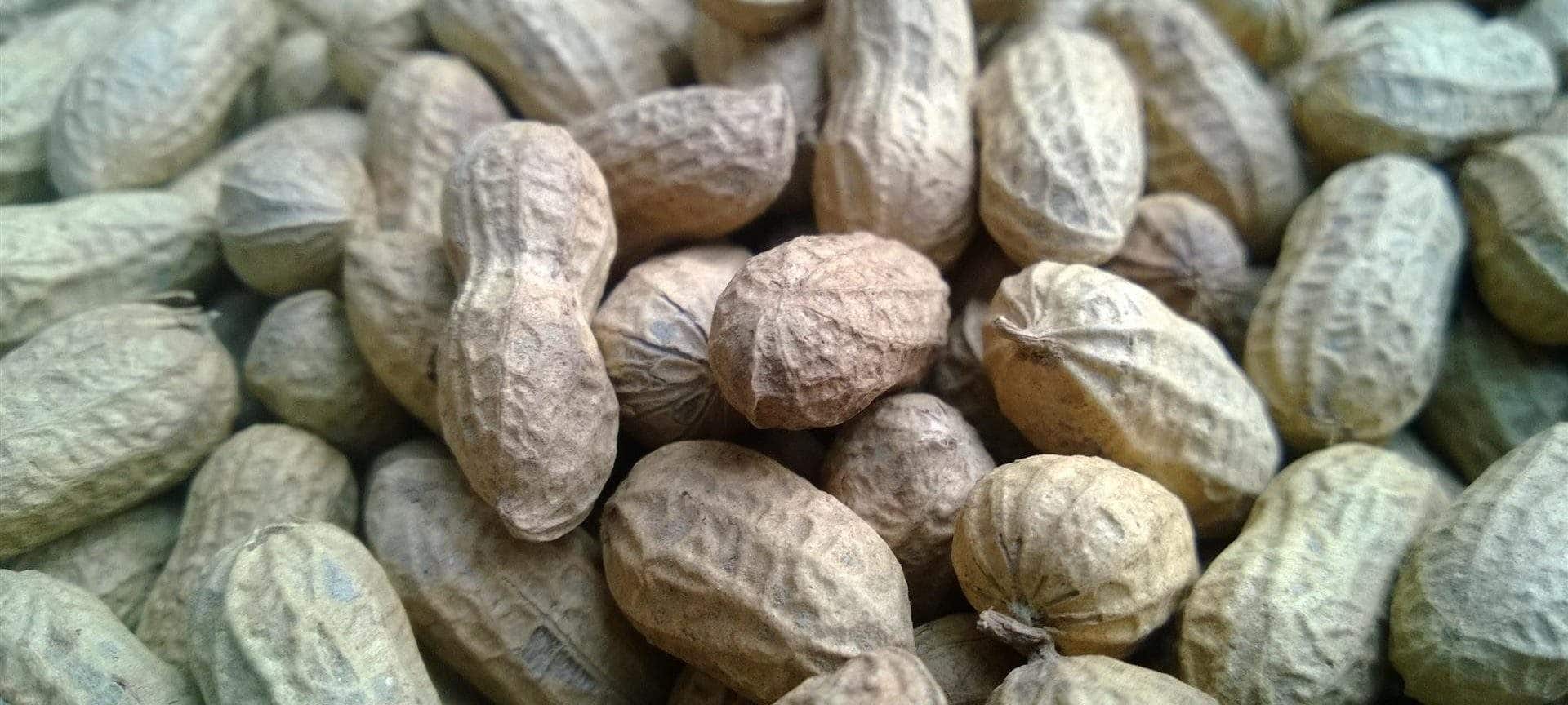 Organic PEANUT IN SHELL