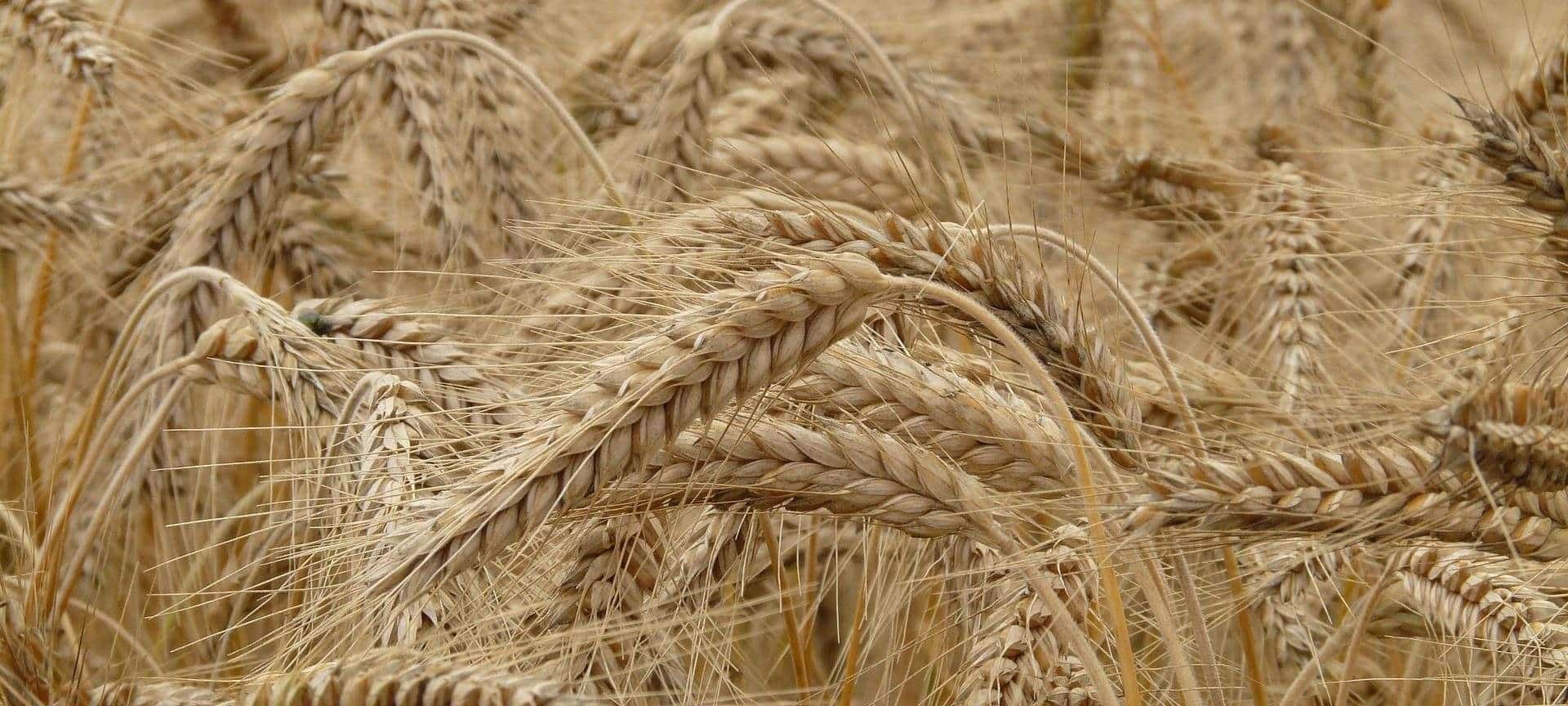 Organic Wheat in Gujarat